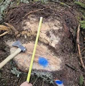 Tăieri ilegale de arbori, într-o arie protejată din Vrancea